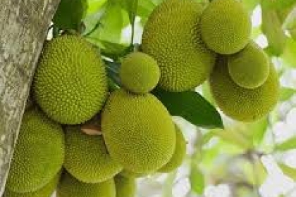 GIÁ CÂY MÍT HÔM NAY BAO NHIÊU?