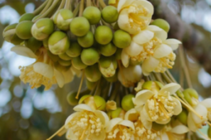 KỸ THUẬT LÀM BÔNG CHO CÂY SẦU RIÊNG